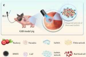Huzhou University and Army Medical University Collaborate to Develop Bionic Nanogel for Rapid Hemostasis